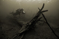 Deep Forest 